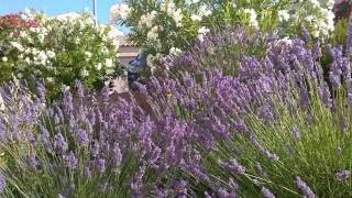 Ambiance sud provence papillon cigales abeille butiner lavandin lavande ASMR [upl. by Lodhia]