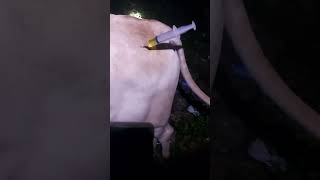 Injeksi Antipiretik Untuk Sapi yang Terpapar BEF cow sapi shorts viralshort trending [upl. by Ellenohs]