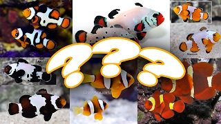 PAIRING CLOWNFISH MY OPTIONS [upl. by Stannwood]