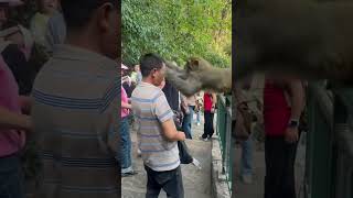 funnyanimals videos monkey attack lmao [upl. by Seta599]