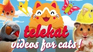 The Greatest Video For Cats Ever Told  Telekat ‥ [upl. by Dranyer]