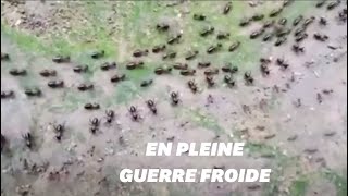 Les fourmis et les termites ont eux aussi des armées aux frontières qui intimident ladversaire pe [upl. by Dadelos]