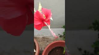 variegated hibiscus in my TGvariegatedhibiscusterracegardenerplantlovenaturegift [upl. by Darbie]