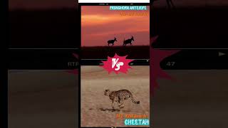 Pronghorn Antelopes Running at Full Speed vs Cheetah Running Speed cheetah pronghorn top1 top20 [upl. by Aisital]