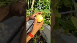 Musk Melon Harvesting in SeptemberMy Roof Gardenseptember2024 Short Video [upl. by Ennaillek]