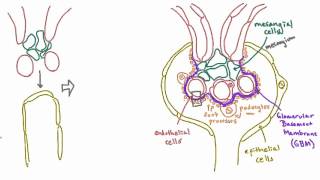 Development of the glomerulus helps explain its structure [upl. by Eive]