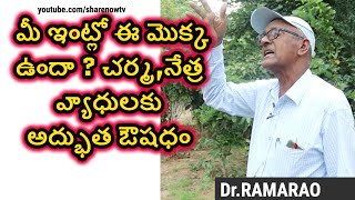 Amazing benefits of Nandivardhanam Tabernaemontana divaricata pinwheel flower  sharenowtv [upl. by Anton248]