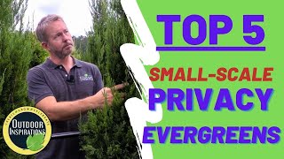 TOP 5  SmallScale Privacy Evergreens  🌲 [upl. by Bowler118]