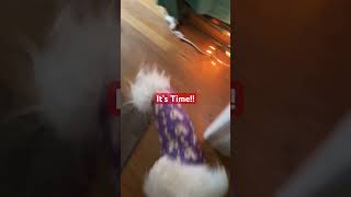 😁 😃 Uncontainable Joy These Dogs Know Its Time to Get Mommy bichon shihtzu allheart dogs [upl. by Yeldud]