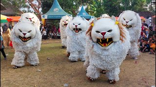 CAN MACANAN SINGO MANGGALA DAN DRUMBAND MAONG REMAS DI RAGANG SUKOWONO JEMBER mp4 [upl. by Adnauq]