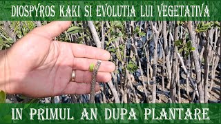 De ce e bine sa ai rabdare cu plantele de Kaki in primul an dupa plantare [upl. by Willie]