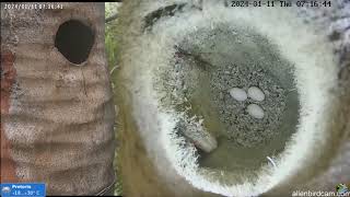 Allen Birdcam Crested barbet nest  Brodal czubaty  Para inkubuje 3 jajka🥚🍀🥚🍀🥚🍀 11012024 Afryka [upl. by Thorner]