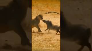 Warthog Vs Wild Boar 🐗 By Wild Battles [upl. by Sallie]