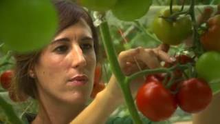 Emilie Chef de culture en production de tomates sousserre  Ingénieure agro par apprentissage [upl. by Sedgewick]