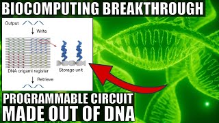 First Ever Programmable DNA Circuit Is a Breakthrough In Biocomputing [upl. by Ennaul]