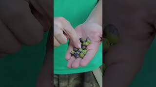 COME e QUANDO raccogliere le OLIVE  GUARDA IL VIDEO COMPLETO shorts [upl. by Flodur]