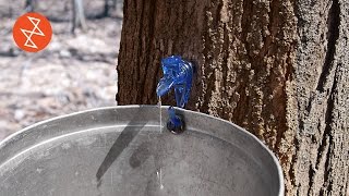 Making Maple Syrup  Où se trouve Garland Sugar Shack [upl. by Fi]