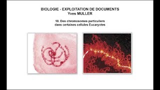 18 Des chromosomes particuliers dans certaines cellules Eucaryotes [upl. by Ahsyad406]