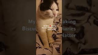 Billoo Diaries Making Biscuits cat catvideos catlover animals catshorts animalvideos animal [upl. by Elatia]