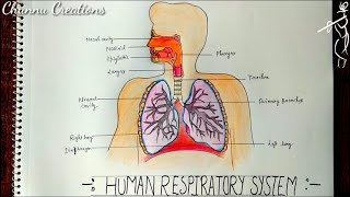 How to Draw Diagram of Human Respiratory System step by step Human Respiratory System Diagram [upl. by Dunning]