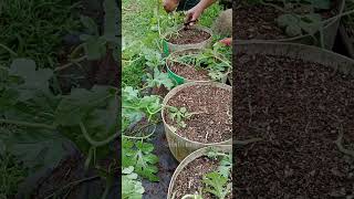 Planting and caring watermelon in pot [upl. by Essa]