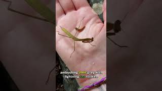 Praying Mantis 🦗 Natures Master Of Stealth And Precision [upl. by Thetes981]