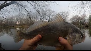 First Time Fishing Below the McHenry Dam on the Fox River Moraine Hills State Park [upl. by Ettessil862]