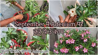 मानसून के बाद September में Adenium में दे ये Fertilizer  डेढ़ साल के Adenium पर आयेंगे ढेरों फूल 🪴 [upl. by Sucy]