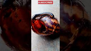 satisfying millipede video shorts viral millipede satisfying dndanimal [upl. by Carpio]