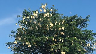 The Kapok tree Marojejy Madagascar [upl. by Pickens]