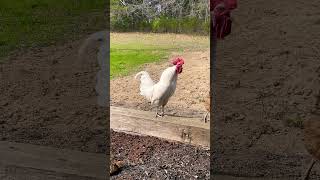 White rooster crowing [upl. by Akram163]