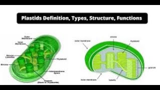 Plastids Types Structure and Function Lecture2Part14Biological World🐛🍀 [upl. by Olinad]