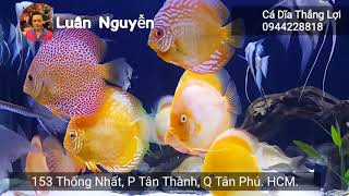 Hồ Cá Dĩa  Cá Đĩa  Tuyệt Đẹp Của Anh Luân Đại Gia Quận 2  HỒ CÁ DĨA ĐẸP  DISCUS TANKS [upl. by Wilfred]