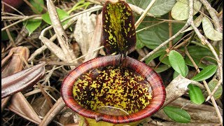 The Discovery of Nepenthes attenboroughii [upl. by Derward720]