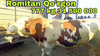 Romitan Qorgon mol bozori buqalar narxlari 23may 2024 [upl. by Obmar529]