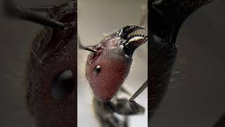 Camponotus singularis ants live [upl. by Icyak]