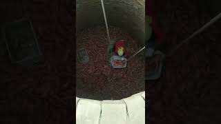 Sweet potato cellar storage process [upl. by Eliga142]