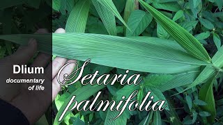 Palmgrass Setaria palmifolia  part 1 [upl. by Capone580]