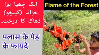 ChichraDhakPalashKesu  Butea Monosperma Tree health benefits in Urdu and Hindi by Atif Hussain [upl. by Dierdre]