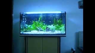 200l Aquarium mit CO2 Anlage [upl. by Anair]