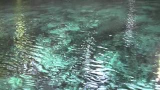 Suwannee River Manatees Cave diving [upl. by Chyou]