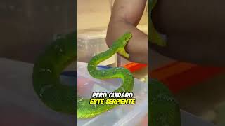 Serpiente Ataca al Amante de Snacks [upl. by Azyl]