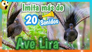 AVE LIRA  Imitando Voz Humana 😱😱 y ¡¡20 SONIDOS MAS [upl. by Akayas]