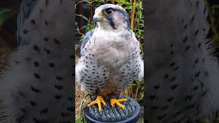 LANNER FALCON CLOSEUP [upl. by Jaquelyn]