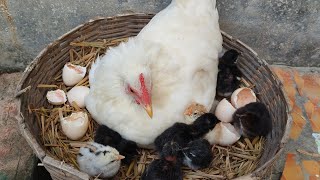 hen hatching eggs 21 days  how to hatch a chicken egg without incubator [upl. by Schifra]