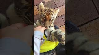 🐯🐯🐯WOW so funny tigercub tiger kitten foryou fpy cute kitty zoo adorable [upl. by Chute773]