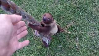 Baby Sloth Learning to Climb [upl. by Araes]