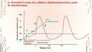 1  Electrophysiologie Cardiaque 6 [upl. by Eelsnia]