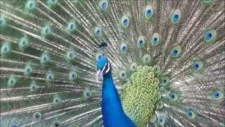 Peacocks at Tivoli Gardens  Påfugle i Tivoli [upl. by Prudhoe]