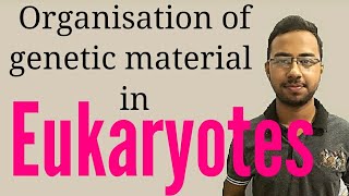 Chromosome Chromatin  Eukaryotes genome organisation  nucleosome  How DNA is Packaged [upl. by Edla]